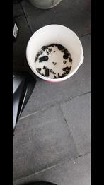 Scooter onderdelen SIM orbit, Ophalen, Gebruikt, Benzine, Overige merken