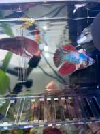 Betta multicolor man, Dieren en Toebehoren, Vissen | Aquariumvissen, Vis