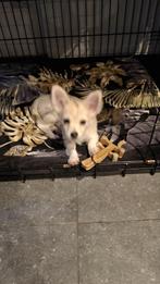 chihuahua pups, Dieren en Toebehoren, België, Fokker | Hobbymatig, Rabiës (hondsdolheid), 8 tot 15 weken