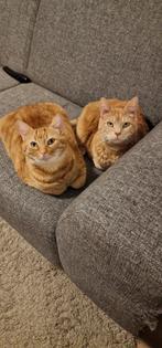 Twee katers gratis op te halen - Zie beschrijving!, Dieren en Toebehoren, Katten en Kittens | Raskatten | Korthaar, Kater