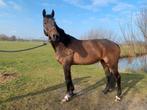 Recreatie paard -pony/menpaarden, Meerdere dieren, 165 tot 170 cm, Recreatiepaard