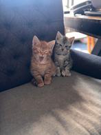 Jonge Kitten, Dieren en Toebehoren, Katten en Kittens | Overige Katten, Kater