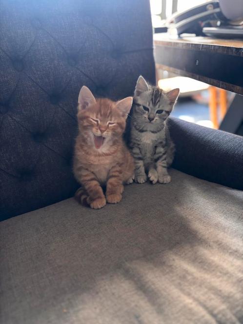 Jonge Kitten, Dieren en Toebehoren, Katten en Kittens | Overige Katten, Kater