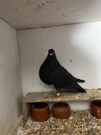 Canario kropper, Dieren en Toebehoren, Vrouwelijk