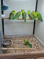 Jonge Forpussen, Meerdere dieren, Parkiet