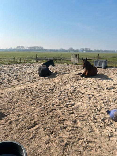 Per 1 juni 2 stallen vrij in Eemnes, Dieren en Toebehoren, Stalling en Weidegang, Stalling