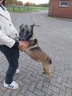 Lieve Mechelse Herder teef, Dieren en Toebehoren, Honden | Herdershonden en Veedrijvers, 6 jaar of ouder, Teef, Eén hond, Herder