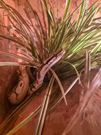 Ballpython, Dieren en Toebehoren