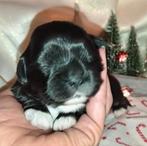 5 Shih Tzu puppys showlijn 9/11 geboren, Dieren en Toebehoren, Honden | Chihuahua's en Gezelschapshonden, Particulier, Rabiës (hondsdolheid)