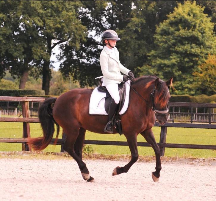 Bijrijder 18+ gezocht, Dieren en Toebehoren, Paarden en Pony's | Verzorgingsproducten, Nieuw, Ophalen of Verzenden