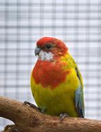 4 jonge Pracht Rosella's 2 koppels onverwant, Dieren en Toebehoren, Vogels | Parkieten en Papegaaien, Meerdere dieren, Parkiet