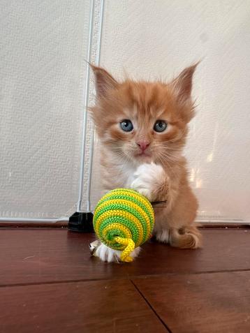 Kittens Maincoon x Maincoon/Europees korthaar  beschikbaar voor biedingen