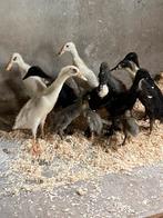 Jonge pulletjes, Dieren en Toebehoren, Pluimvee, Meerdere dieren, Eend