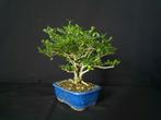 Bonsai lonicera nitida, Ophalen of Verzenden