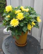 Leuke kleur dalia, Ophalen, Zomer, Overige soorten, Volle zon