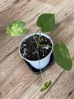 Alocasia gageana variegata, Huis en Inrichting, Kamerplanten, Ophalen of Verzenden