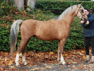 Extra bewegende 2,5 jarige palomino Welsh hengst beschikbaar voor biedingen