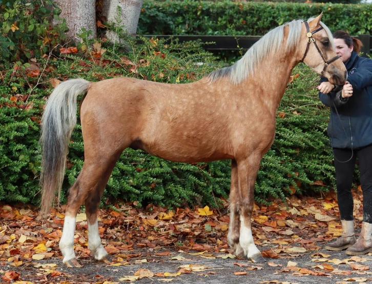 Extra bewegende 2,5 jr C pony Welsh ruin, Dieren en Toebehoren, Pony's, Ruin, Onbeleerd, B pony (1.17m tot 1.27m), 0 tot 2 jaar
