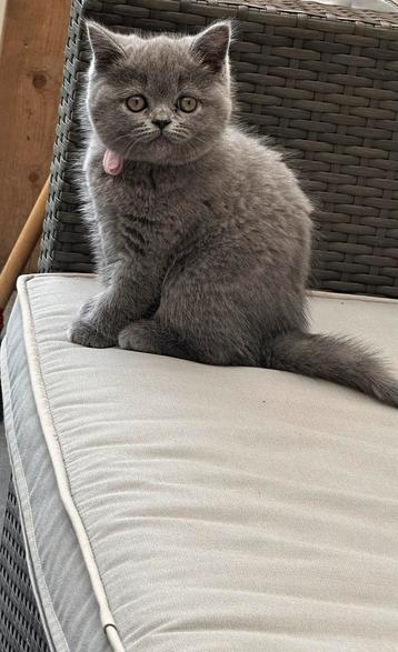 Britse korthaar kittens (laatste boefje) :) beschikbaar voor biedingen