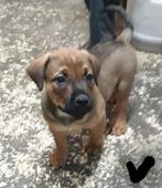 Kruising rottweiler x  boerboel, Dieren en Toebehoren, België, Particulier, CDV (hondenziekte), 8 tot 15 weken