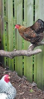 Te koop 6 krielkippen. Wyandotte en cochin. 15 euro per stuk, Dieren en Toebehoren, Meerdere dieren, Kip