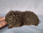 Jong Ch teddy beertje - choco otter, Cavia, Mannelijk, Juli, Tam