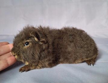 Jong Ch teddy beertje - choco otter beschikbaar voor biedingen