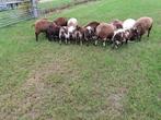 18 rammen te koop, Dieren en Toebehoren, Mannelijk, Schaap