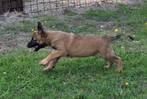 Mechelse herder REU pup, Dieren en Toebehoren, België, Fokker | Hobbymatig, Reu, CDV (hondenziekte)