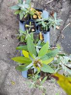 12 x vlinderstruik, Ophalen, Overige soorten, Volle zon