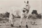 Soest Rusthuis v. paarden - Zippy 1971, Verzenden, 1960 tot 1980, Ongelopen, Utrecht