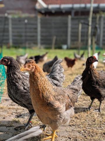 Jonge hennen | kleurleggers beschikbaar voor biedingen