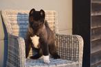Amerikaanse Akita Inu pups, 15 weken tot 1 jaar, Overige rassen, Buitenland, Parvo