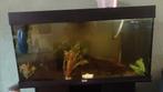 Aquarium met axolotls, Dieren en Toebehoren, Ophalen, Gebruikt, Gevuld zoetwateraquarium