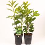 P11 prunus novita laurier, Tuin en Terras, Planten | Tuinplanten, Halfschaduw, Ophalen of Verzenden, Overige soorten