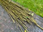 Gratis - takken van plataan, Tuin en Terras, Planten | Tuinplanten, Ophalen, Overige soorten