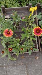 Vaste planten uit eigen tuin, Ophalen, Overige soorten, Minder dan 100 cm