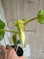 Philodendron Domesticum Variegata, Overige soorten, In pot, Minder dan 100 cm, Groene kamerplant