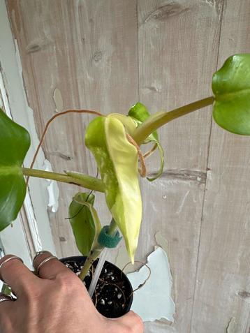 Philodendron Domesticum Variegata beschikbaar voor biedingen