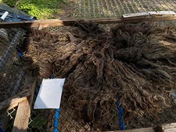 Stuk mooie grijze ruwe Racka vacht beschikbaar voor biedingen