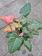 Philodendron Summer Glory p14 XXL (2)