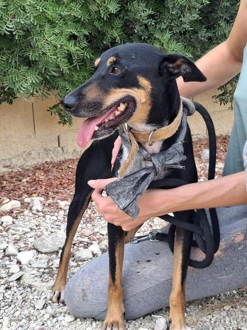 PUKI Pinscher X reu 3jr/44cm, lief sociaal gecastr. gezond, Dieren en Toebehoren, Honden | Niet-rashonden, Middel, Reu, Particulier