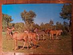 Dieren - Zebra, Ophalen of Verzenden, Ongelopen, Wild dier