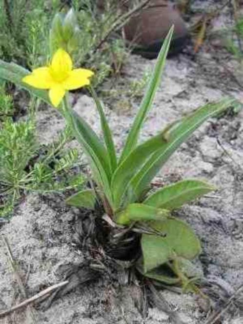 Caudex Hypoxis Hemerocallidea , Zuid Afrika, Mozambique, Huis en Inrichting, Kamerplanten, Overige soorten, Minder dan 100 cm