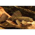 Borstelneus  jongen algeneter, Dieren en Toebehoren, Vis