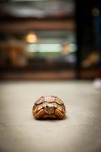stigmochelys pardalis - Panterschildpad, Dieren en Toebehoren, Reptielen en Amfibieën, 0 tot 2 jaar, Schildpad, Met terrarium