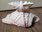 Grote doopvont schelpen, Verzamelen, Mineralen en Fossielen, Ophalen of Verzenden, Schelp(en)