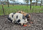 Kune kune varkens, Dieren en Toebehoren, Vrouwelijk, Geit
