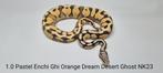 Diverse Ball Python Regius, Dieren en Toebehoren, Slang, 0 tot 2 jaar