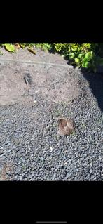 Tuin, Tuin en Terras, Ophalen, Nieuw